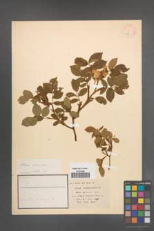 Rosa canina [KOR 17861]