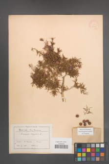 Juniperus oxycedrus [KOR 14607]