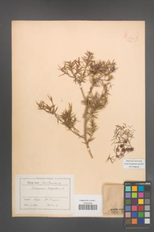 Juniperus oxycedrus [KOR 14609]