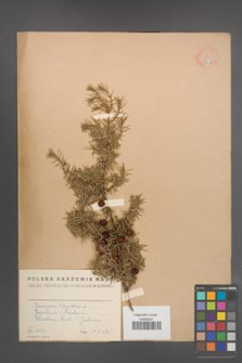 Juniperus oxycedrus [KOR 14612]