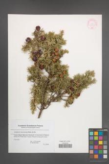 Juniperus macrocarpa [KOR 44567]