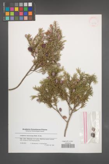 Juniperus macrocarpa [KOR 43332]