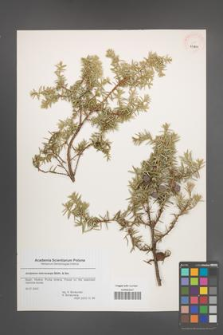 Juniperus macrocarpa [KOR 43800]