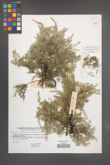 Juniperus navicularis [KOR 43764]