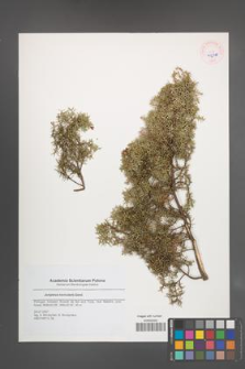 Juniperus navicularis [KOR 45646]