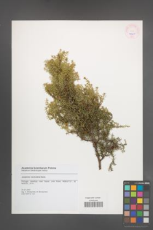 Juniperus navicularis [KOR 45651]