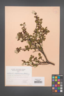 Cotoneaster integerrimus [KOR 30155]