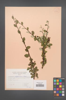 Cotoneaster integerrimus [KOR 30157]