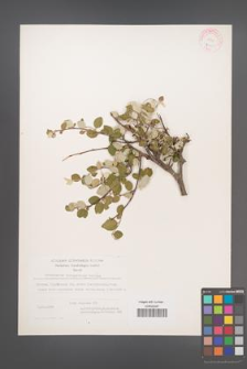 Cotoneaster integerrimus [KOR 21600]