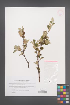 Cotoneaster integerrimus [KOR 45566]