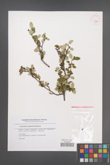 Cotoneaster integerrimus [KOR 45600]
