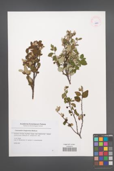 Cotoneaster integerrimus [KOR 45626]