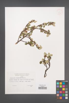 Cotoneaster integerrimus [KOR 32750]