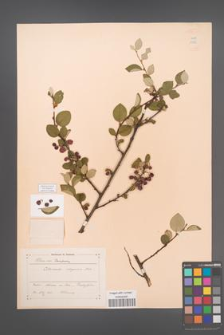 Cotoneaster integerrimus [KOR 13125]