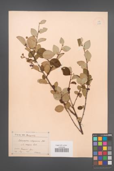 Cotoneaster integerrimus [KOR 13122]