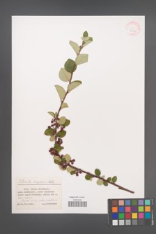 Cotoneaster integerrimus [KOR 32083]