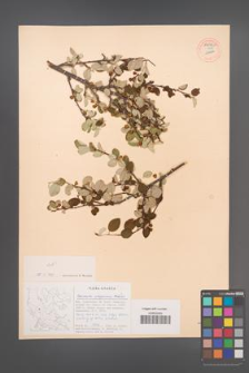 Cotoneaster integerrimus [KOR 13032a]
