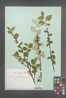 Cotoneaster integerrimus [KOR 23688]
