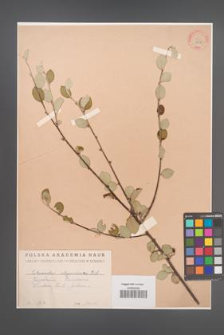 Cotoneaster integerrimus [KOR 13118]