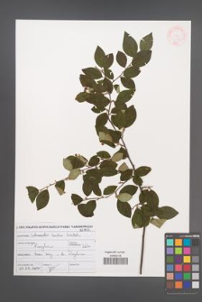 Cotoneaster lucidus [KOR 46979]