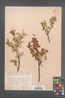 Cotoneaster melanocarpa [KOR 55152]