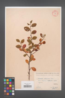 Cotoneaster melanocarpa [KOR 55153]