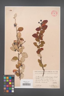 Cotoneaster melanocarpa [KOR 55161]