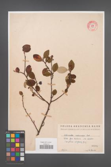 Cotoneaster melanocarpa [KOR 55162]