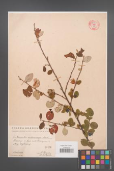 Cotoneaster melanocarpa [KOR 55164]