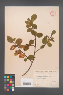 Cotoneaster melanocarpa [KOR 55165]