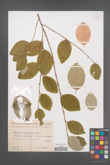 Cotoneaster melanocarpa [KOR 55166]