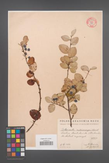 Cotoneaster melanocarpa [KOR 55167]