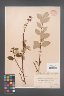 Cotoneaster melanocarpa [KOR 55168]