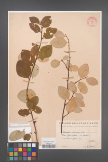 Cotoneaster melanocarpa [KOR 55169]