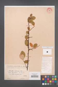 Cotoneaster melanocarpa [KOR 55170]