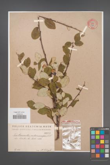 Cotoneaster melanocarpa [KOR 55175]