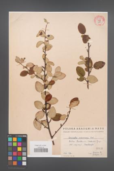 Cotoneaster melanocarpa [KOR 55176]