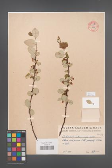 Cotoneaster melanocarpa [KOR 55177]