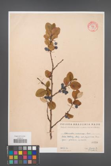 Cotoneaster melanocarpa [KOR 55180]