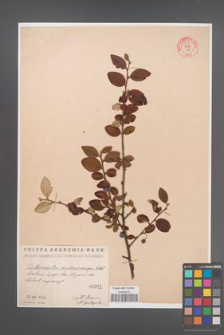 Cotoneaster melanocarpa [KOR 55183]