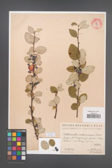 Cotoneaster melanocarpa [KOR 55185]