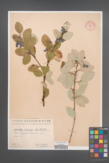 Cotoneaster melanocarpa [KOR 55187]