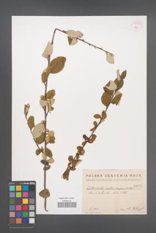 Cotoneaster melanocarpus [KOR 55191]
