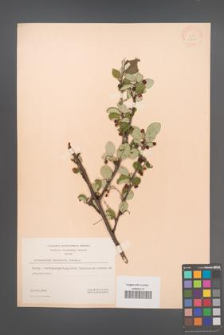 Cotoneaster matrensis [KOR 13106]