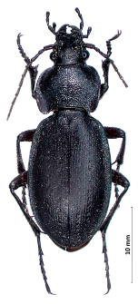 Carabus besseri Fischer von Waldheim, 1820