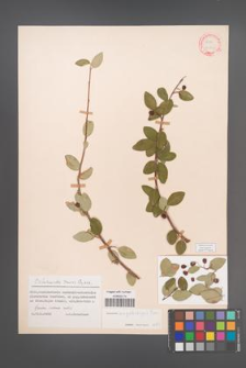 Cotoneaster megalocarpus [KOR 13133]