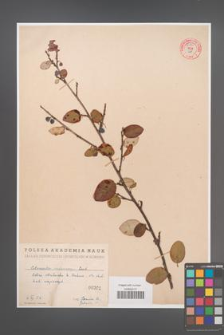 Cotoneaster melanocarpa [KOR 55196]