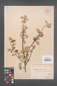 Cotoneaster melanocarpa [KOR 55197]