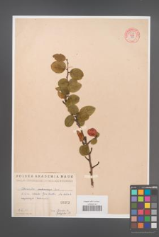 Cotoneaster melanocarpa [KOR 55206]