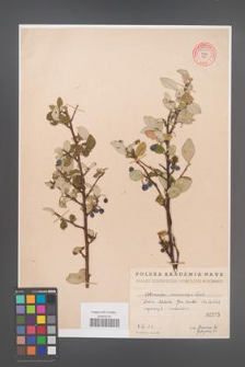 Cotoneaster melanocarpa [KOR 55207]